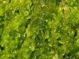Algues en cuisine (4) : La Laitue de Mer