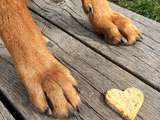 { 5 ans de Jesse } Biscuits à la carotte pour chien (vegan, sans gluten)
