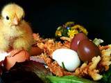 Envie pour Pâques : Nids d’œufs de caille en trompe-l’œil (Bataille Food #22)