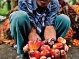 L’or gras de la production agricole : l’huile de palme