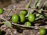 Histoire et bienfaits : l'olive
