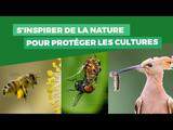 Protéger les cultures avec la nature