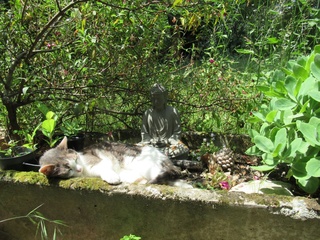 Crème brûlée à la fleur de sureau et Valkyriedämmerung