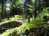 Repas en forêt