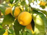 Quelques recettes à base de citrons et oranges