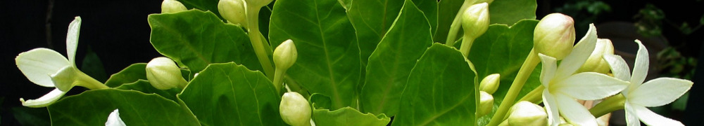 Recettes végétariennes de Mange Bouge Respire