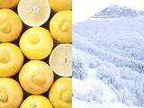 Gelées fondantes au citron bergamote - Melt-in-your-mouth bergamot jelly