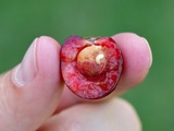 Peur d’avoir des vers dans vos cerises ? Voici la méthode simple qui les élimine à coup sûr