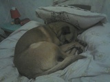 Cocooning