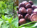 Petites conserves maison: champignons de paris à l'huile aromatisée pour les apéros de l'été