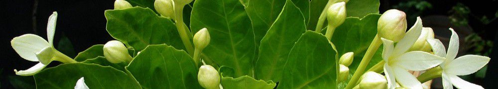 Recettes végétariennes de Bavette