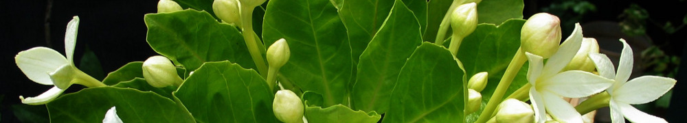 Recettes végétariennes de Bouillon Legumes