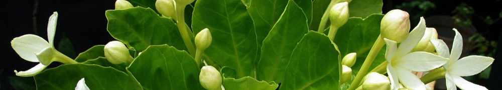 Recettes végétariennes de Salade de brocolis